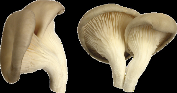 新鲜蘑菇香菇蔬菜素材