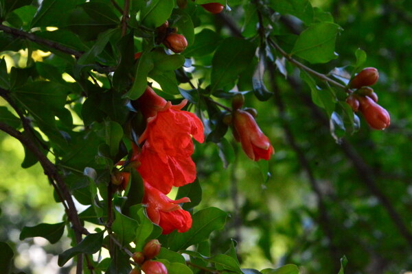 石榴花