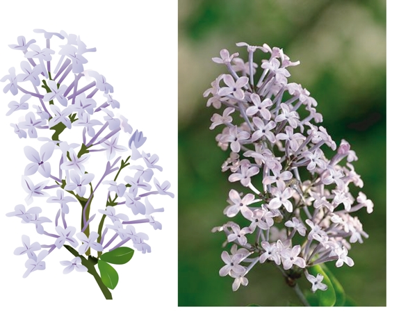 丁香花