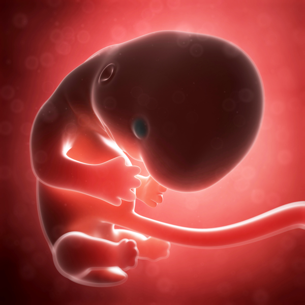 头部发育的胎儿图片