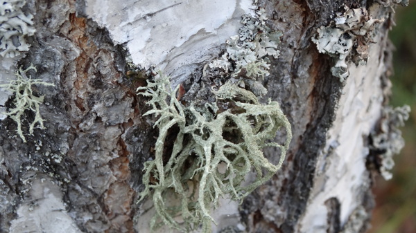 樹干上的苔蘚圖片