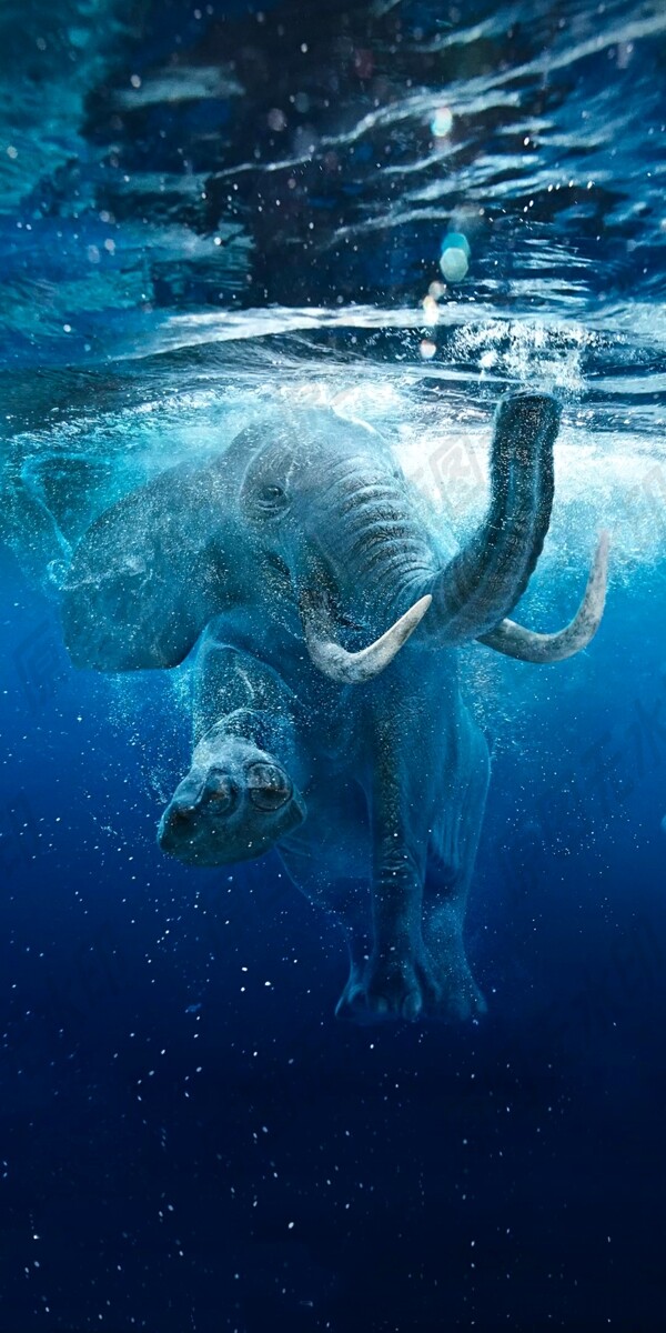 大象戏水