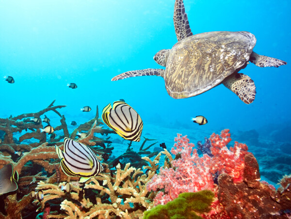 海龜與魚圖片