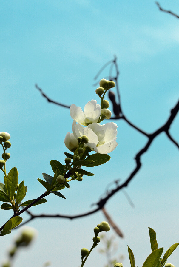 山茶花圖片