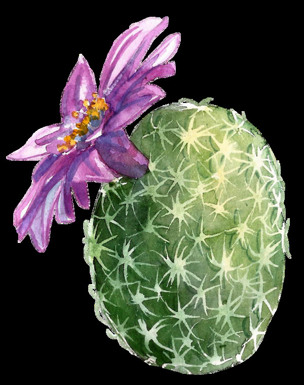 紫色花朵仙人球水彩手绘透明素材