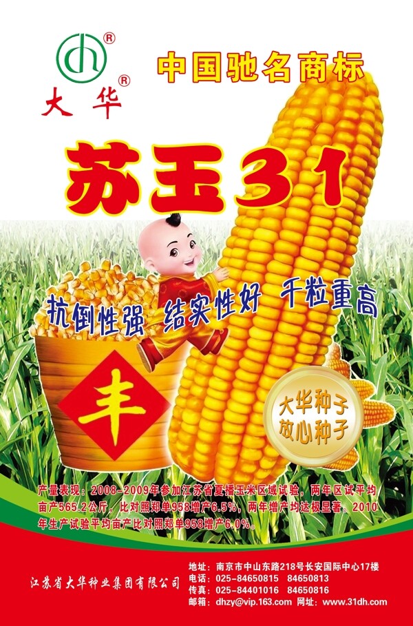 玉米種子圖片