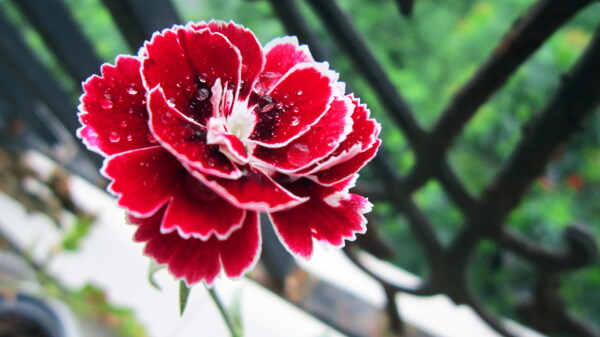 鲜艳红色花卉图片