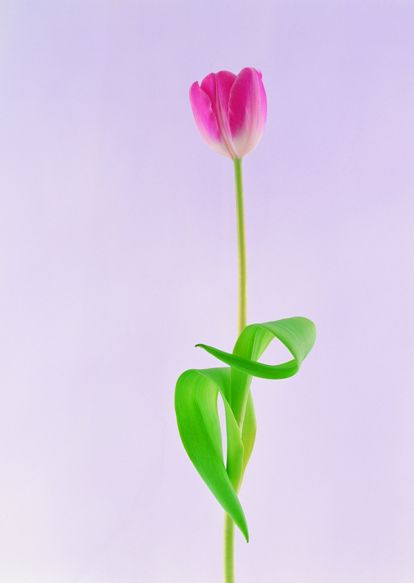 花藝擺設花鮮花花卉