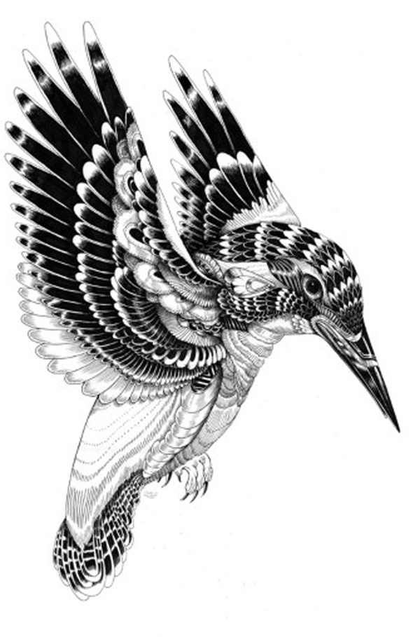 位圖動物鳥類蜂鳥插畫免費素材