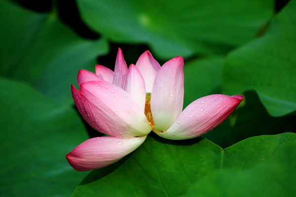 夏日荷花