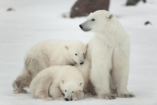 幸福一家人北极熊