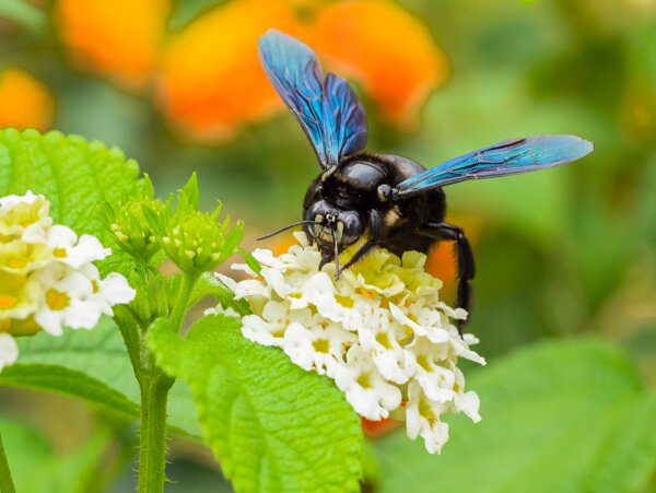 蜜蜂昆虫蜂子采花