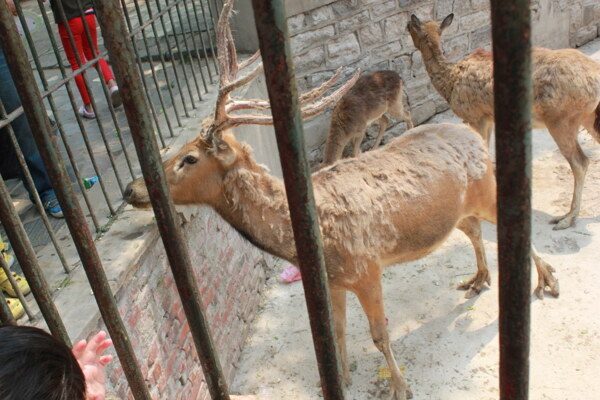 鹿欄桿圖片
