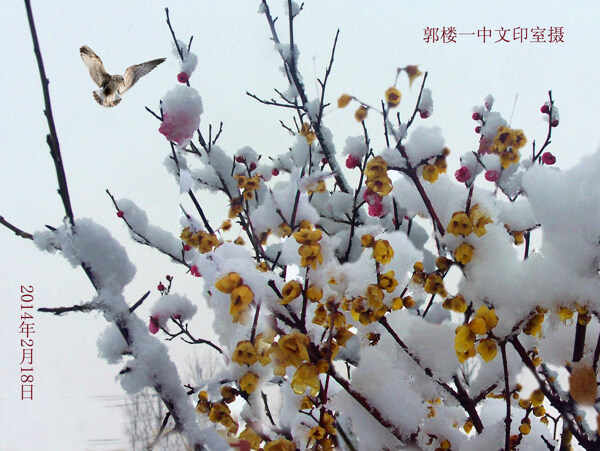 臘梅花圖片