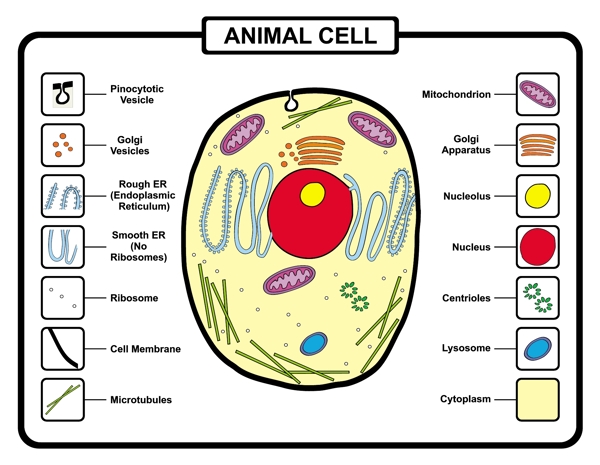 动物细胞结构矢量素材