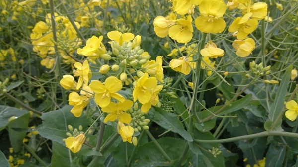 油菜花圖片