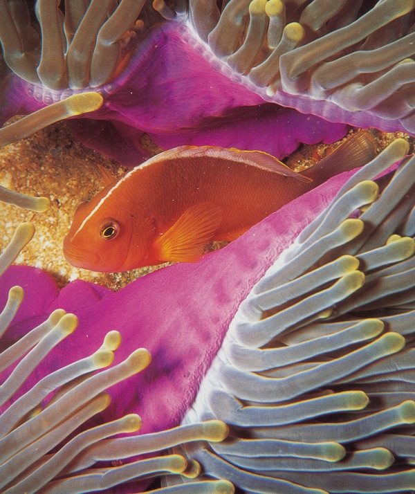 海底魚類