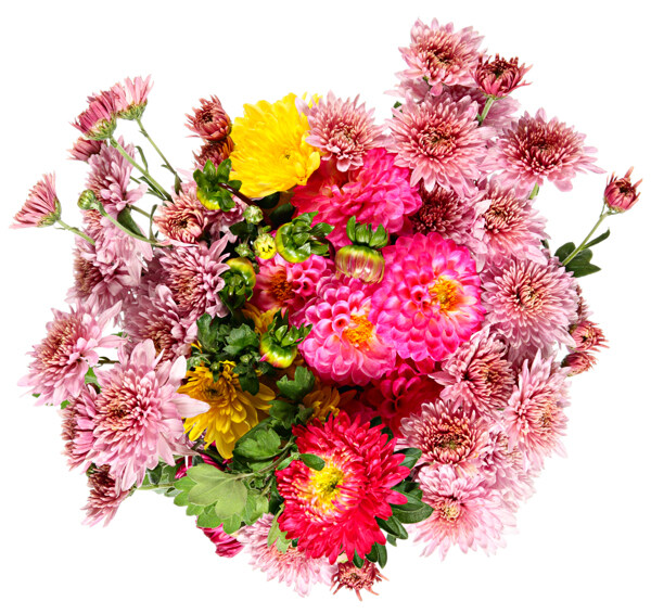 粉色菊花圖片