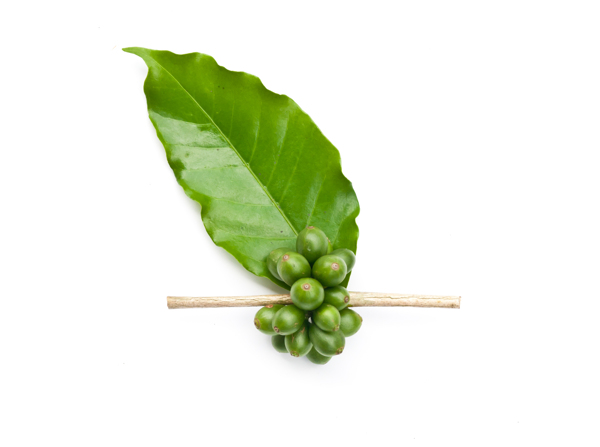 綠葉與咖啡豆圖片