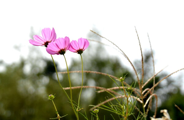 唯美格桑花圖片