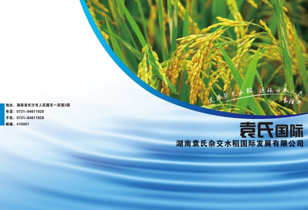 農(nóng)業(yè)水稻封面圖片