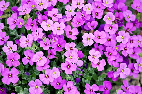 花卉攝影