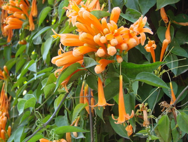 鞭炮花圖片