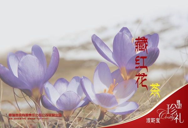 藏紅花畫冊(cè)圖片
