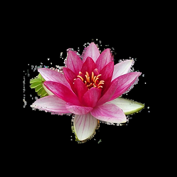 粉红色荷花睡莲免抠png透明图层素材