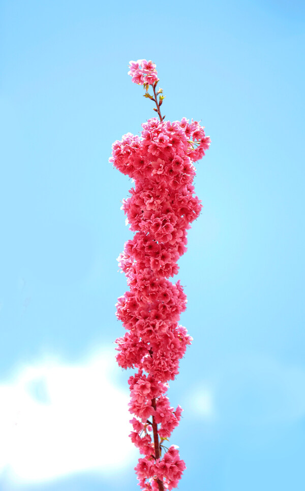 櫻花