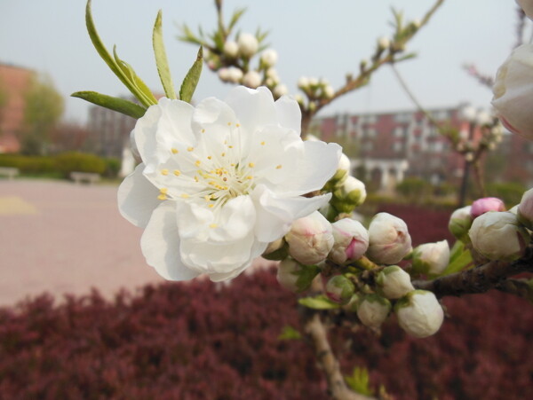 梅花圖片