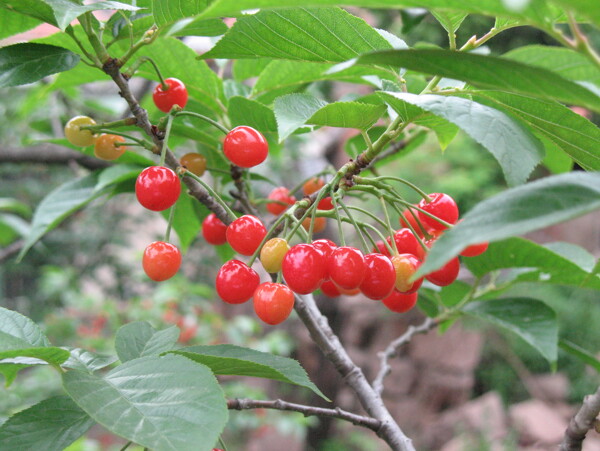 紅色櫻桃樹(shù)圖片