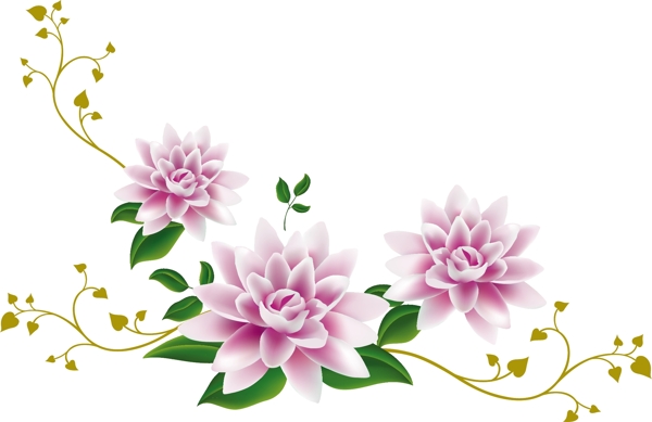 荷花圖片