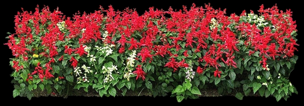 花朵素材