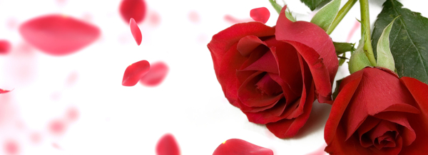 rose5