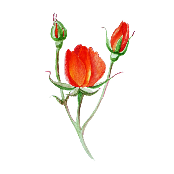 位圖植物寫(xiě)意花卉花朵玫瑰免費(fèi)素材