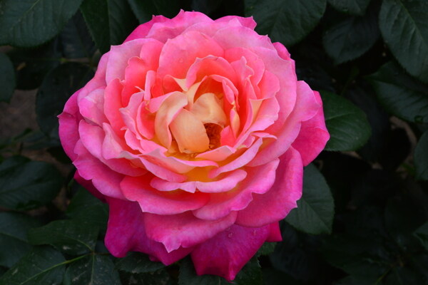 月季花
