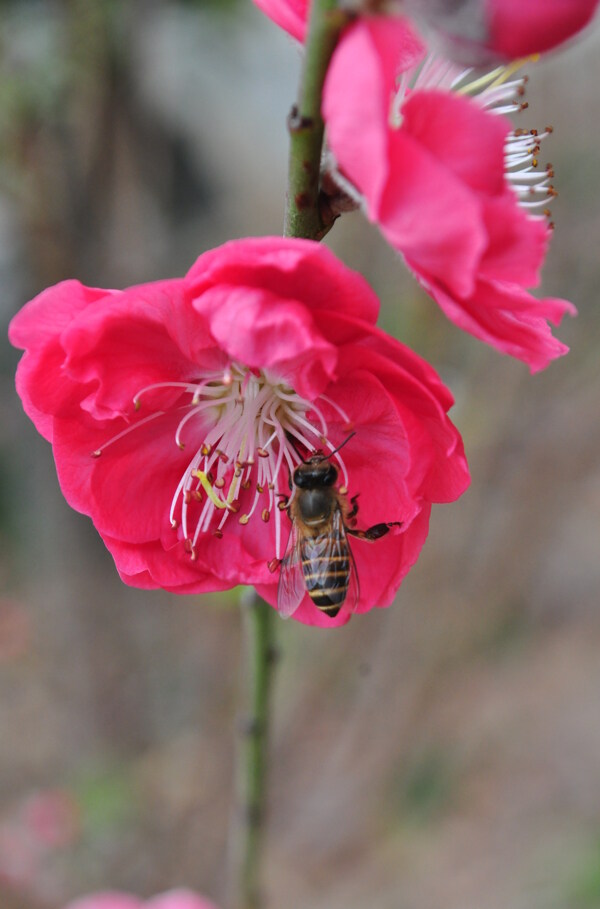 桃花蜜蜂图片