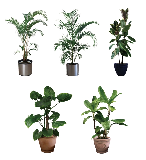 PSD室內(nèi)植物圖片