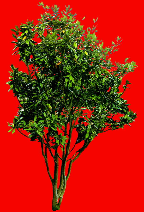 植物貼圖素材JPG1609