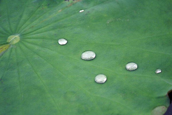 水珠