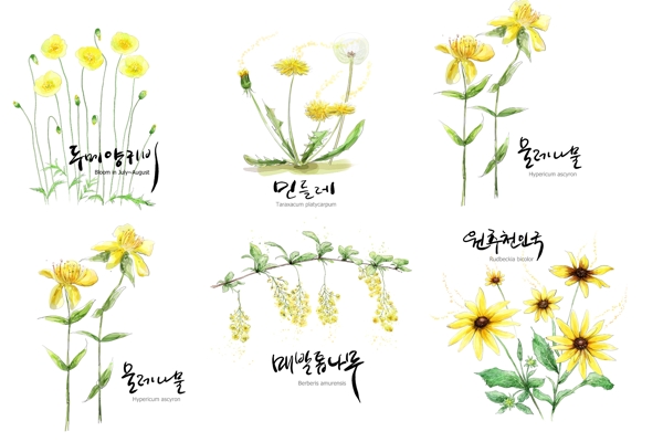 韩国手绘花朵图片