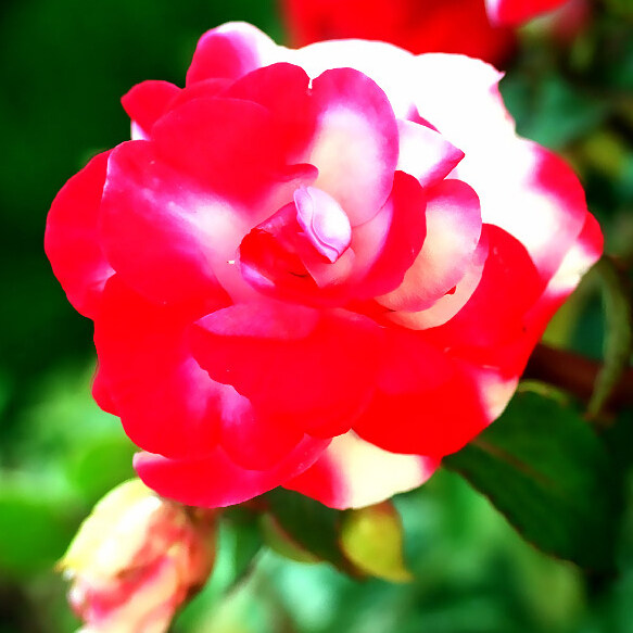 位圖植物攝影寫(xiě)實(shí)花卉花朵數(shù)碼照片免費(fèi)素材