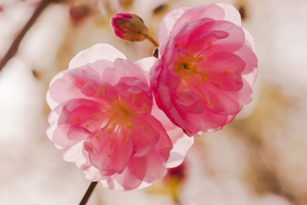 位圖插畫(huà)時(shí)尚插畫(huà)植物插畫(huà)藝術(shù)效果免費(fèi)素材