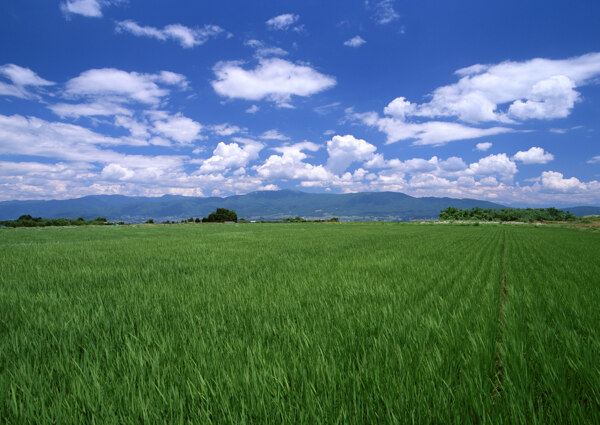 蓝天下的稻田