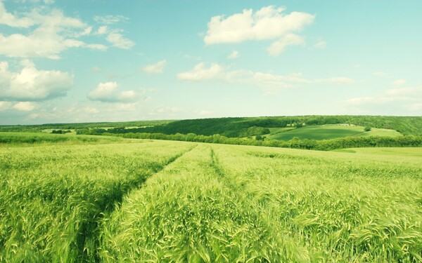 绿色的麦田