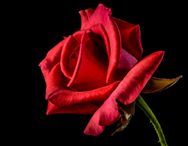 一支红玫瑰图片