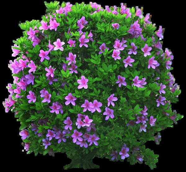 紫色花朵元素