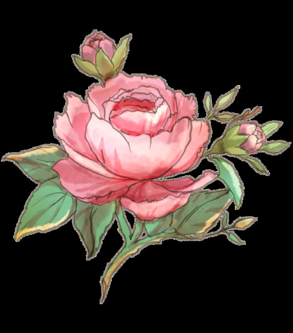 月季花透明裝飾圖案