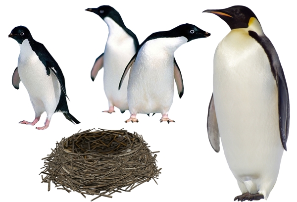 企鹅与鸟巢图片